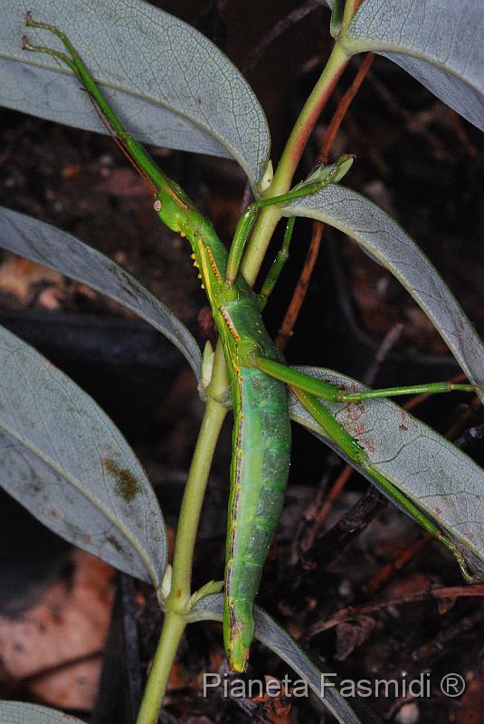 Rhaphiderus spiniger 03.JPG